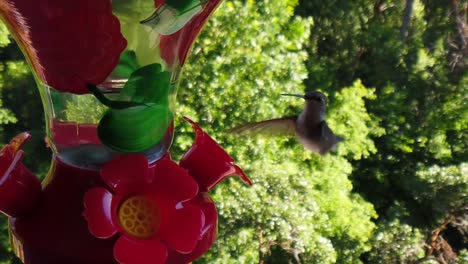 in a backyard in the suburbs, a tiny humming bird with green feathers hovers around a bird feeder in slow-motion and eventually flying away