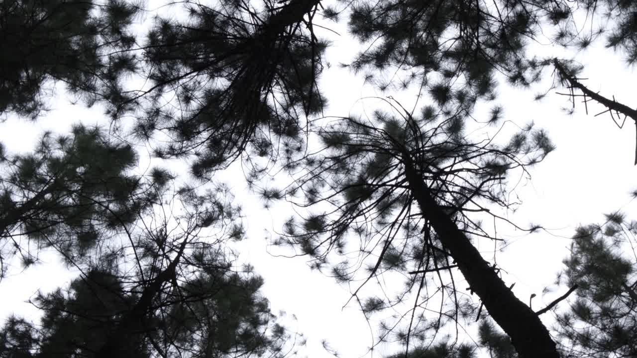 Looking Up On Tall Pine Trees In The Forest Against Dramatic Sky In Bukidnon, Philippines