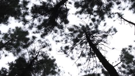 looking up on tall pine trees in the forest against dramatic sky in bukidnon, philippines