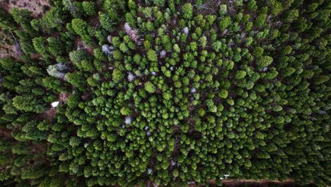 Drohne-Von-Oben-Nach-Unten,-Immergrüne-Baummusterstruktur-Mit-Hellen-Und-Dunklen-Grüntönen-Auf-Dem-Berg