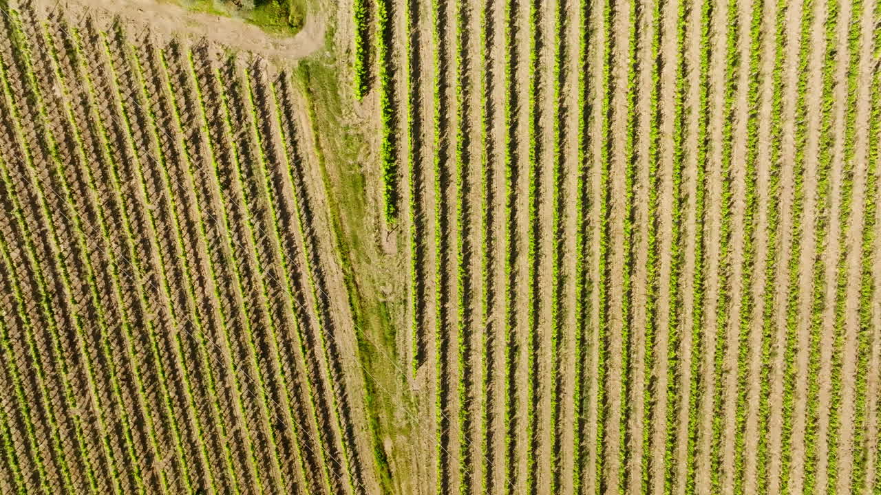 Birdseye drone shot sideways over grapevine plantation, summer in Tuscany, Italy