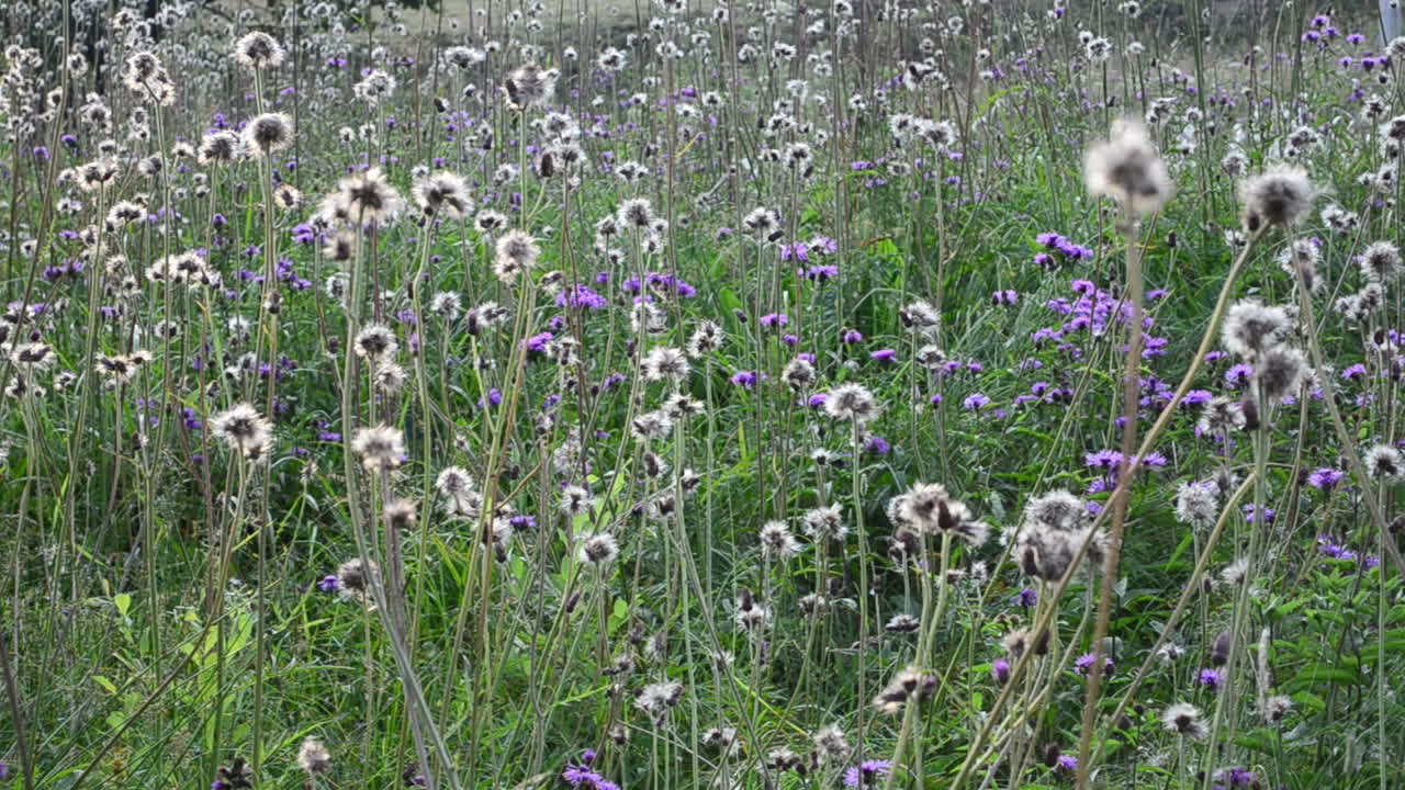 Sfondo di fiori. Ci sono molti fiori su una radura.