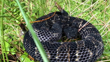 cerca de la serpiente de cascabel de madera en la hierba