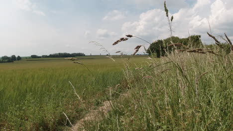 English-Summer-Meadow,-Grasses-moving-in-slow-motion-with-the-breeze,-far-distant-views,-Static