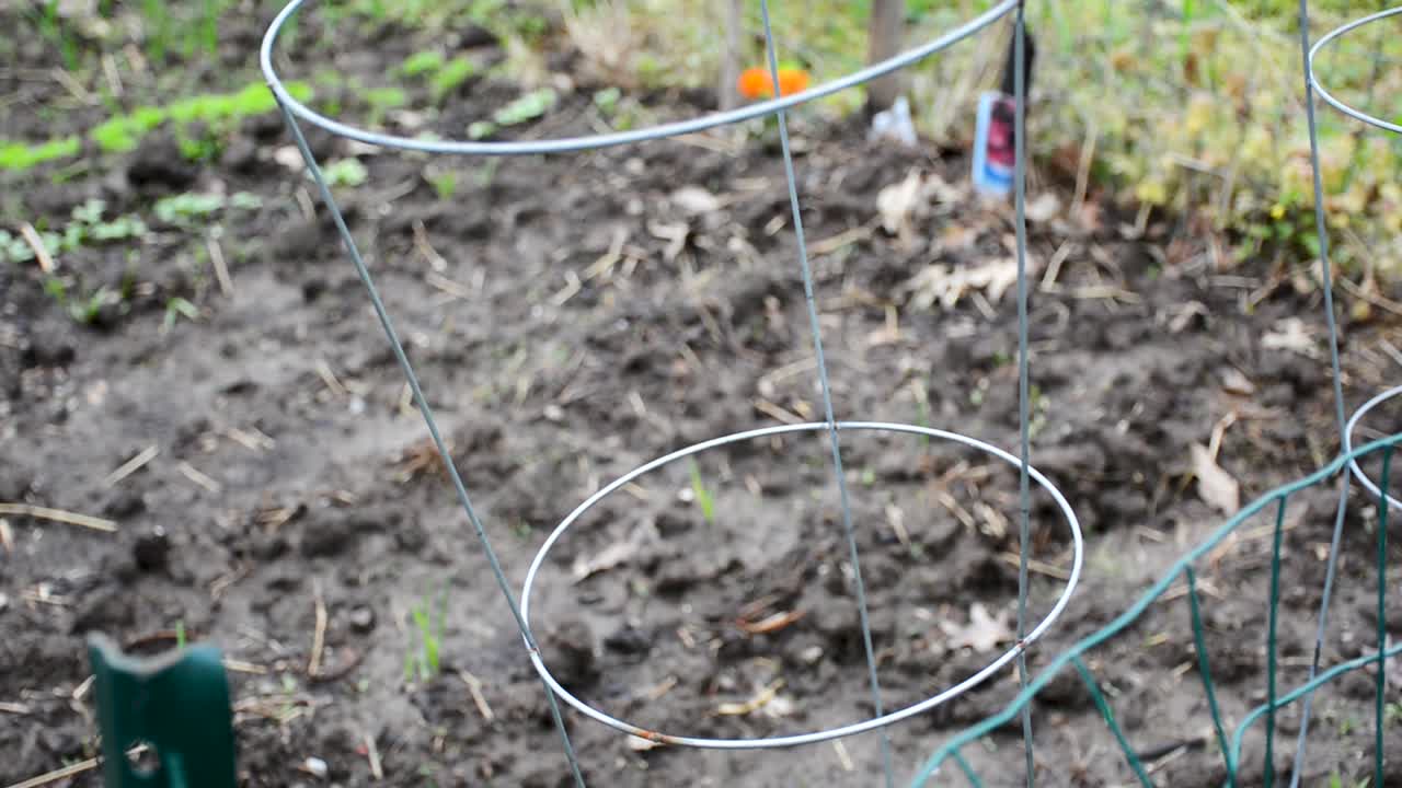 Empty tomato cage in a grim muddy garden