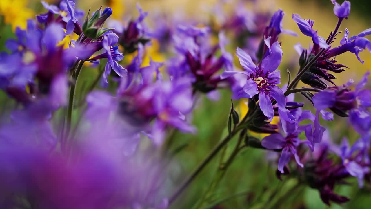 Video vibrante e ravvicinato di fiori viola e gialli in un giardino