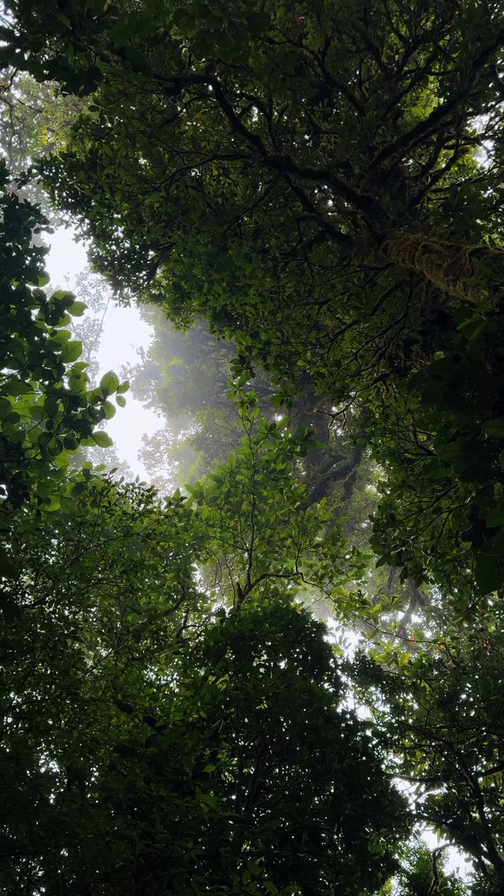 Vista dal basso della fitta chioma verde della foresta pluviale. Vista dal basso di alti rami d'albero e foglie contro un cielo luminoso e nebbioso in Costa Rica.