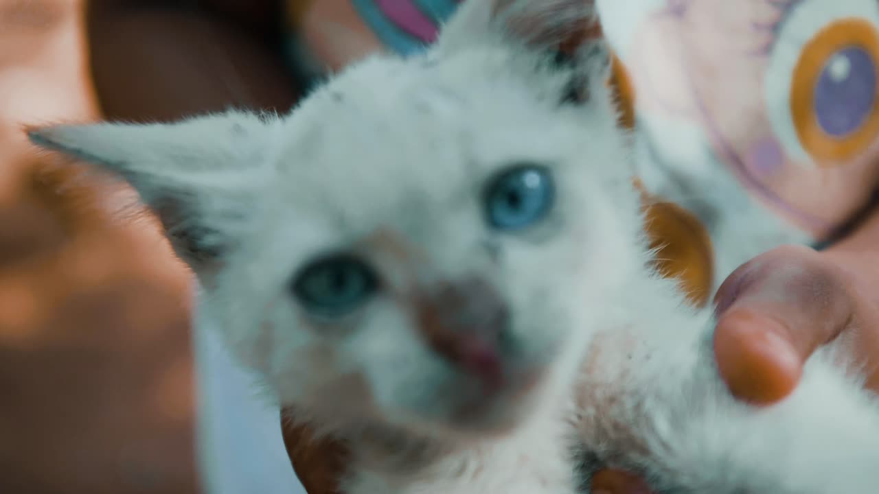 Little Cat meows in Mexico 4k