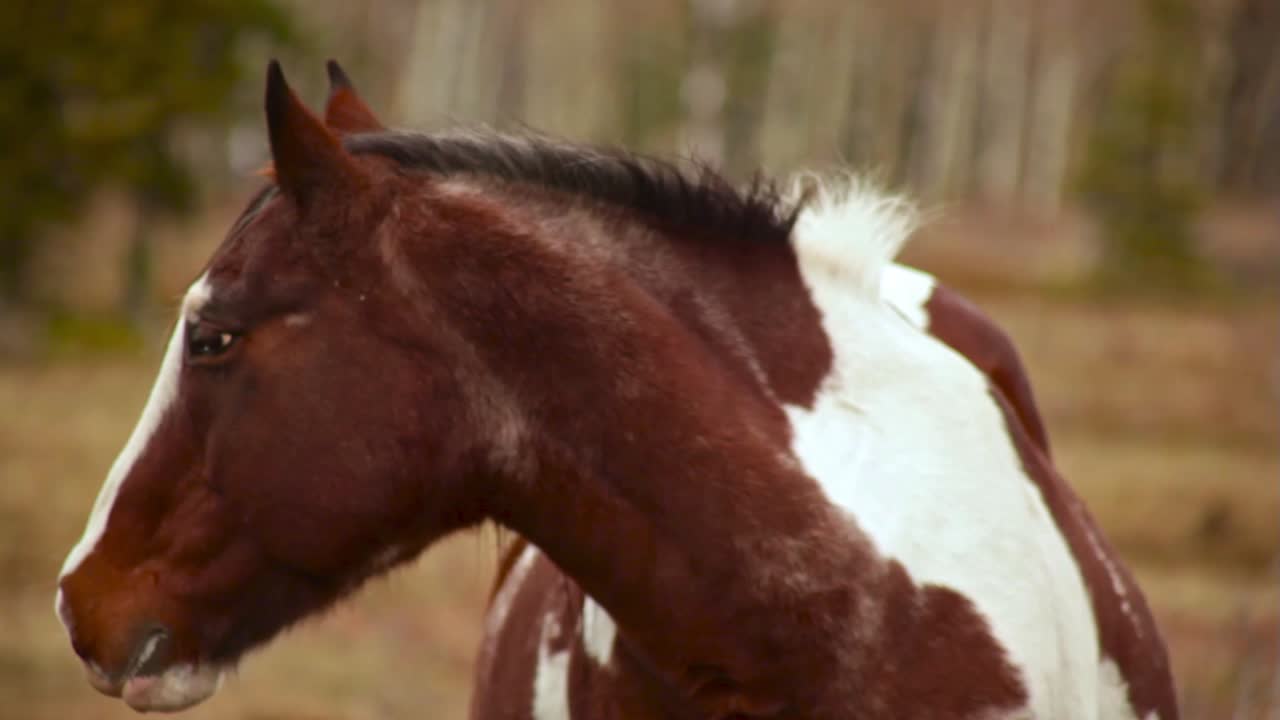 caballos parados uno al lado del otro en un día nublado