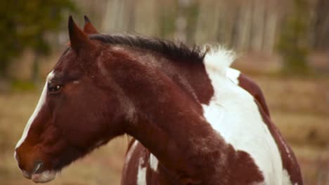 Caballos-Parados-Uno-Al-Lado-Del-Otro-En-Un-Día-Nublado