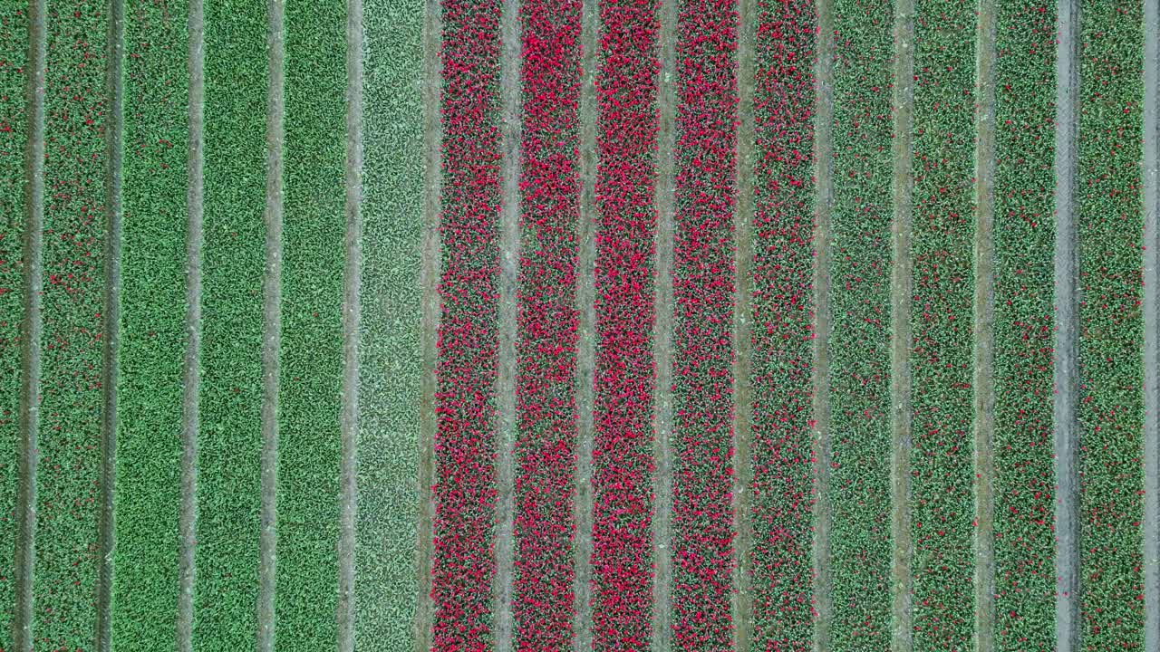 Tulip Field Emmeloord, Netherlands. symmetrical descending flight