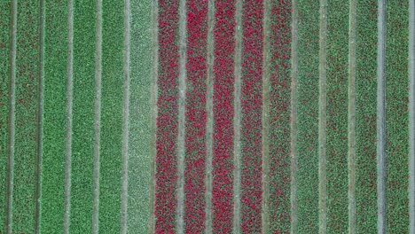 campo de tulipanes en emmeloord, países bajos. vuelo descendente simétrico