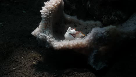 tiny white frogfish sits inside a soft coral structure away from the ocean current