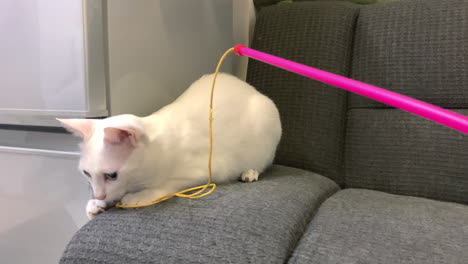 adorable cats play with yellow rope on grey sofa: white feline bites red stick as black and white cat watches from right, fridge in background