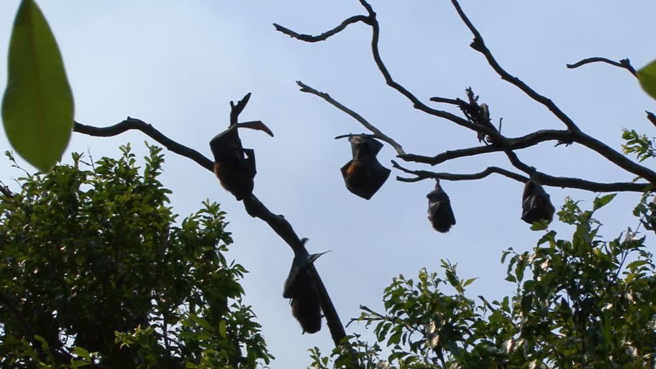 Colony of sleeping Grey Headed Flying Foxes (Pteropus poliocephalus or Fruit bats) in Sydney, Australia