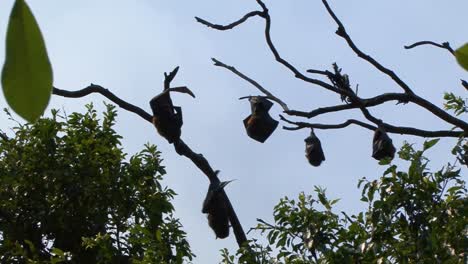 colony of sleeping grey headed flying foxes (pteropus poliocephalus or fruit bats) in sydney, australia