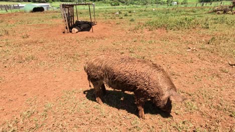un cerdo explora su recinto al aire libre con calma.