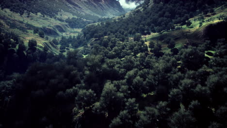 Aerial-forest-scenery-European-Fores