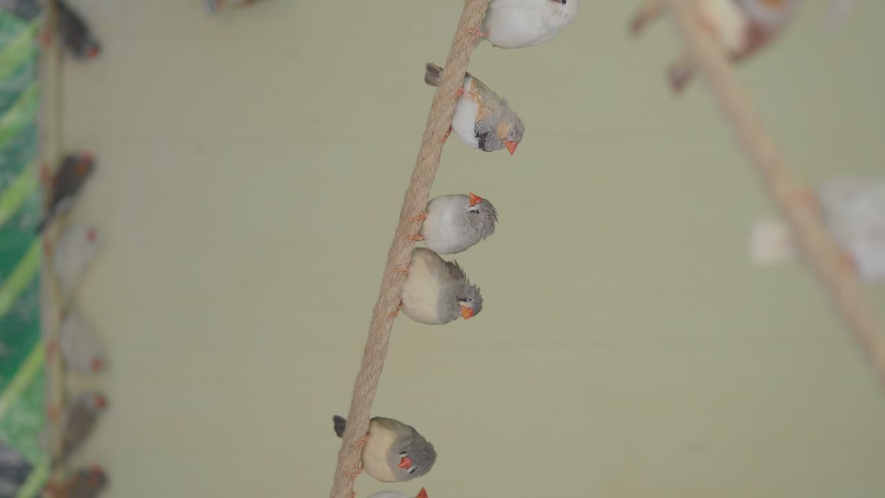 Zebra Finches Perched on Rope