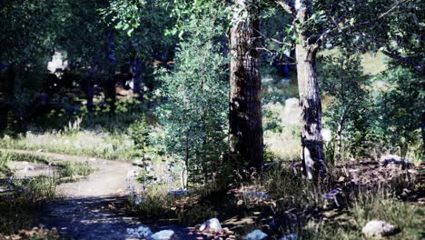 Camino-Forestal-A-Través-De-Un-Bosque-Verde-De-Verano-En-El-Norte-De-Suecia