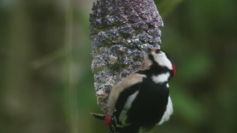 spotted-woodpecker-feeds-on-a-pinecone-in-the-garden,-and-flies-away