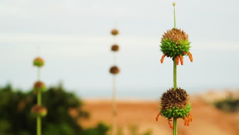la especie de planta leonotis nepetifolia, comúnmente conocida como klip dagga, candelabro de navidad u oreja de león, fue arrastrada por el viento y florece en la región de dunas de arena árida