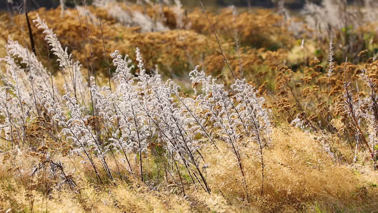 Golden grasses and reeds bend in strong wind on a sunlit Lake Tekapo field. Static camera captures natural movement in crisp daylight
