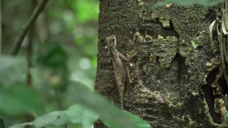 Lizard on a Tree Trunk in a Lush Forest