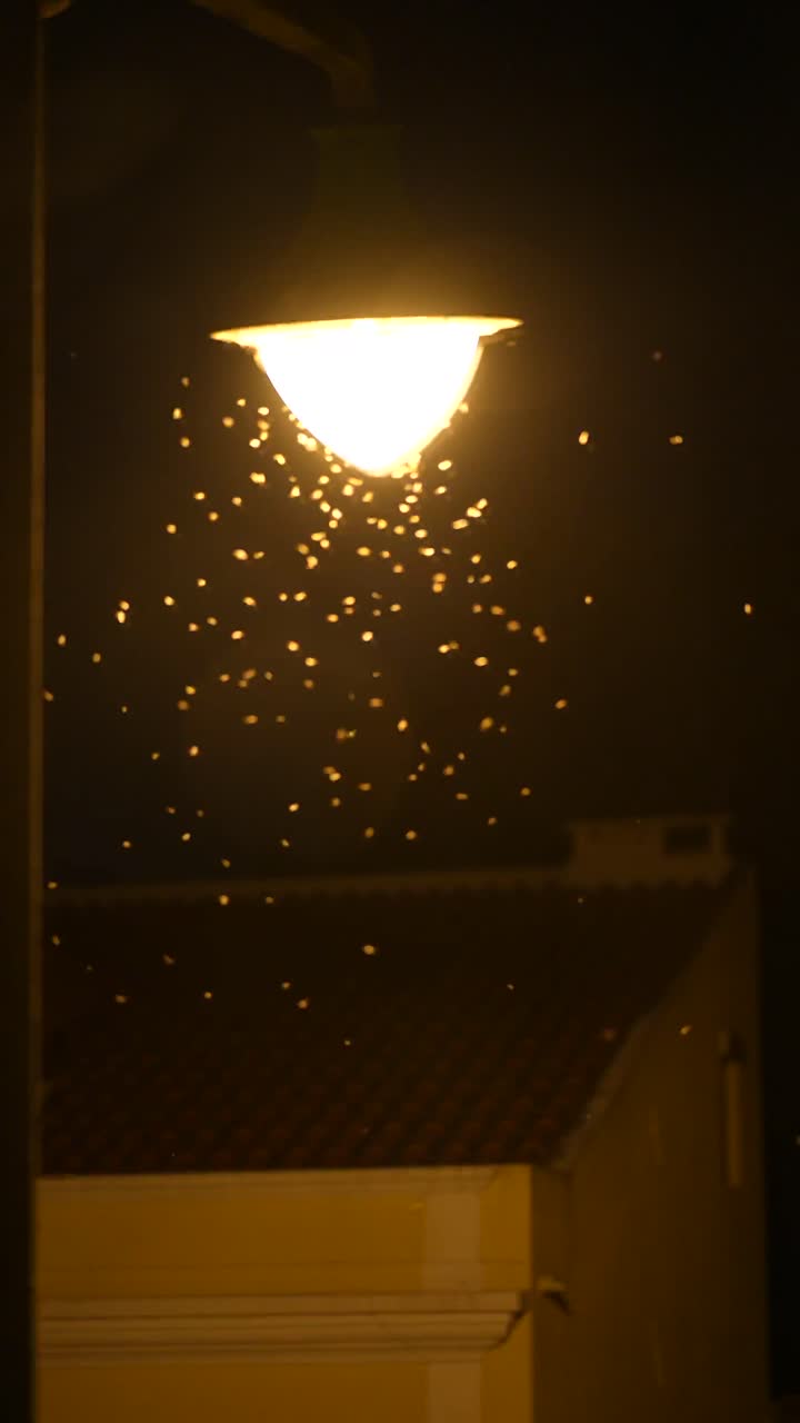 Insects Swarming Around a Street Lamp at Night