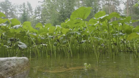 water plants in a forest stream