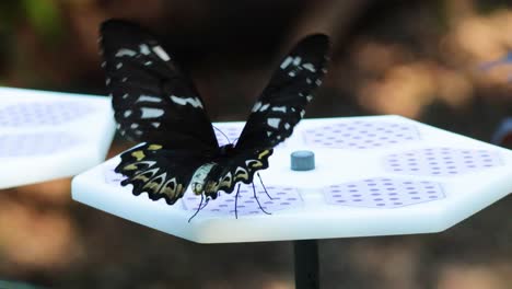 farfalla che si nutre su una piattaforma allo zoo