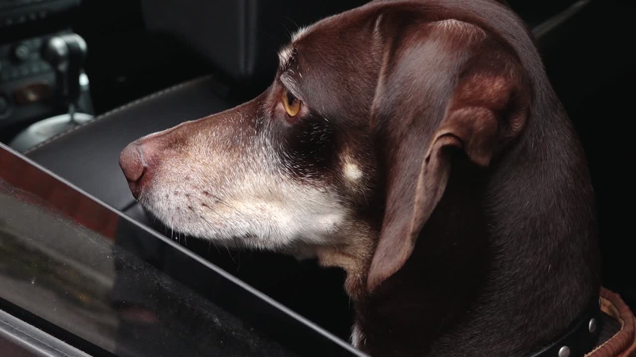 el perrito está posando para la cámara