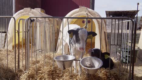 black calf on dairy farm