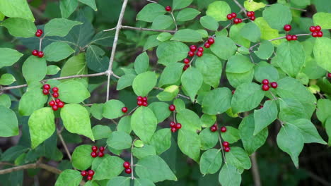 Mit-Roten-Beeren-Beladene-Geißblattzweige