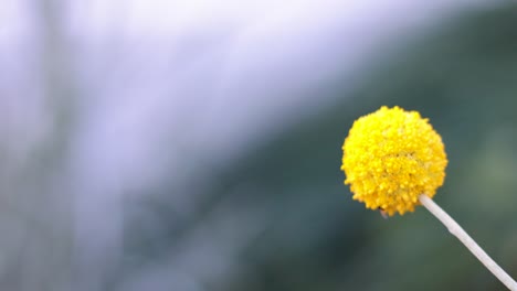 una flor amarilla se balancea suavemente en el viento