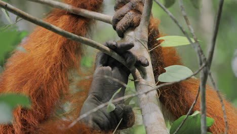 orangutans in a tree