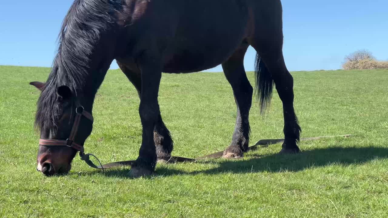 A close up of a black horse as it is eating fresh green grass on a sunny day with blue sky in the background.