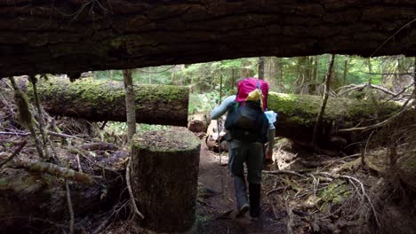 senderismo bajo un tronco en el sendero bedwell, isla de vancouver