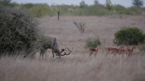 kudu bull grazing in africa