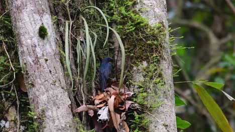 El-Papamoscas-Azul-De-La-Colina-Se-Encuentra-En-Un-Hábitat-De-Gran-Altura,-Tiene-Plumas-Azules-Y-Un-Pecho-Anaranjado-Para-El-Macho,-Mientras-Que-La-Hembra-Es-De-Color-Marrón-Canela-Pálido-Y-También-Con-Un-Pecho-Anaranjado-En-Transición