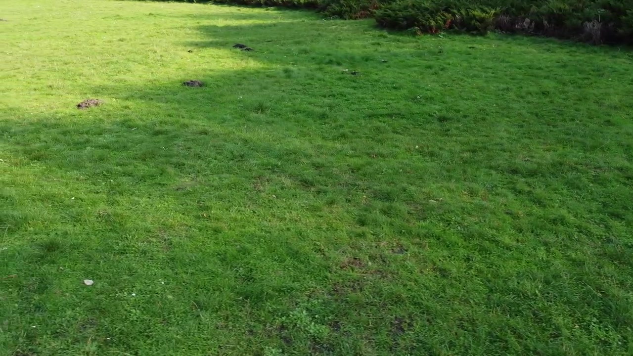 Luftfoto av en drone som flyr over parken
