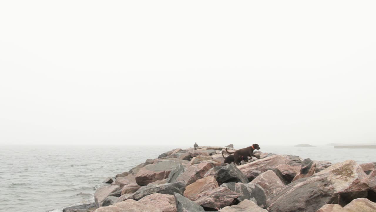 Persona che cammina con i cani su una spiaggia rocciosa nella nebbia