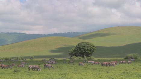 toma amplia de verdes colinas ondulantes de áfrica con cebras pastando