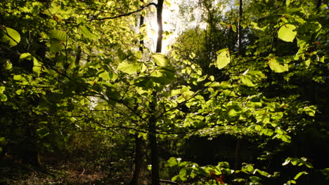 Filmaufnahmen-Der-Natur-In-Tiefgrünen-Wäldern