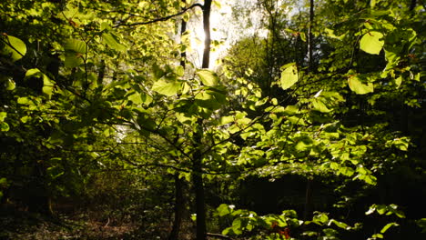 imágenes cinematográficas de la naturaleza en un bosque verde intenso.