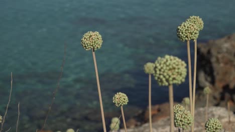 Primer-Plano-De-Las-Flores-De-Cebolla-De-Mallorca,-Mar-Mediterráneo-Borroso-En-El-Fondo