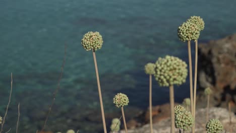 primer plano de flores de cebolla mallorquina, mar mediterráneo borroso en el fondo