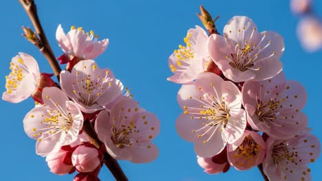 pink cherry blossoms against a blue sky
