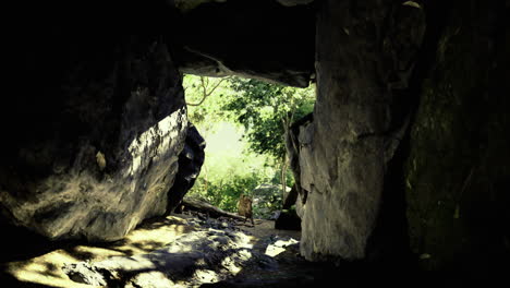 exploring the hidden wonders of a cave surrounded by lush greenery