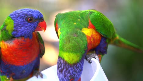 wild rainbow lorikeets, trichoglossus moluccanus gathered around bowl of sweet nectars, feeding experience with australian native wildlife parrot bird species, close up shot